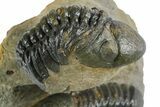 Two Detailed Reedops Trilobites - Atchana, Morocco #353039-5